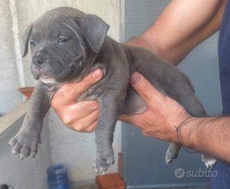 American Bully POCKET