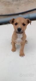 Amstaff senza pedigree