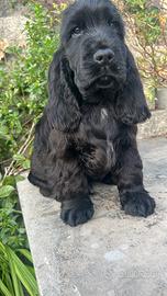 Cucciolo di cocker spaniel inglese