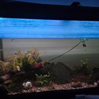 acquario 200 litri completo filtro lampada grow