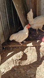 Galletto Pavoncella Bantam