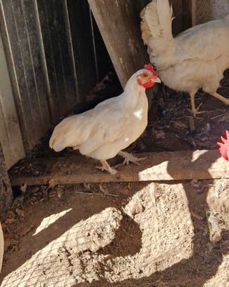 Galletto Pavoncella Bantam