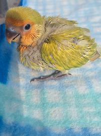 Inseparabile allevato a mano