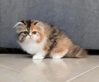Persiana cucciola Pedigree Anfi