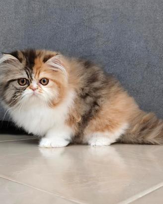 Persiana cucciola Pedigree Anfi