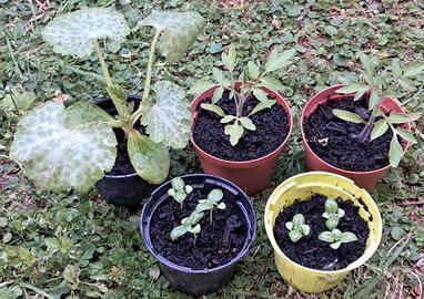 pacco orto famiglia pomodori basilico e zucchina