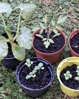 pacco orto famiglia pomodori basilico e zucchina
