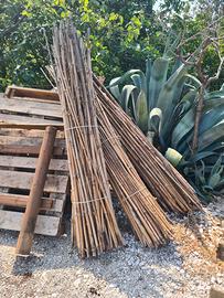 Canne bamboo