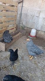 galline