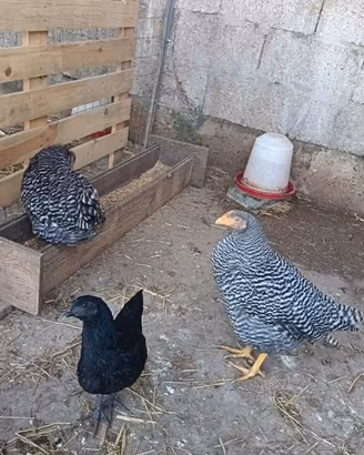 galline
