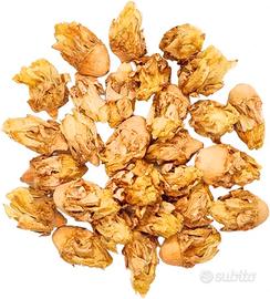 Fiori secchi  fichi d'india 