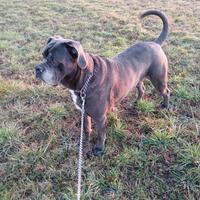 Cane Corso disponibile per accoppiamento