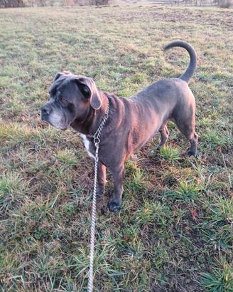 Cane Corso disponibile per accoppiamento