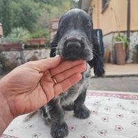 Cucciolo cocker spaniel