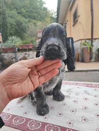 Cucciolo cocker spaniel