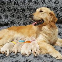 Golden Retriever Linea Inglese