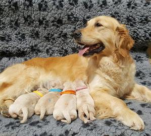 Golden Retriever Linea Inglese