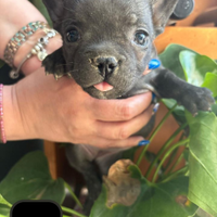 Bulldog francesi