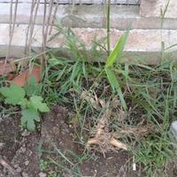 Canne di bambu