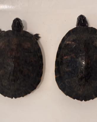 Tartarughe d'acqua