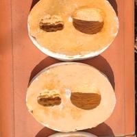 4forma in gesso noce e gherigli 