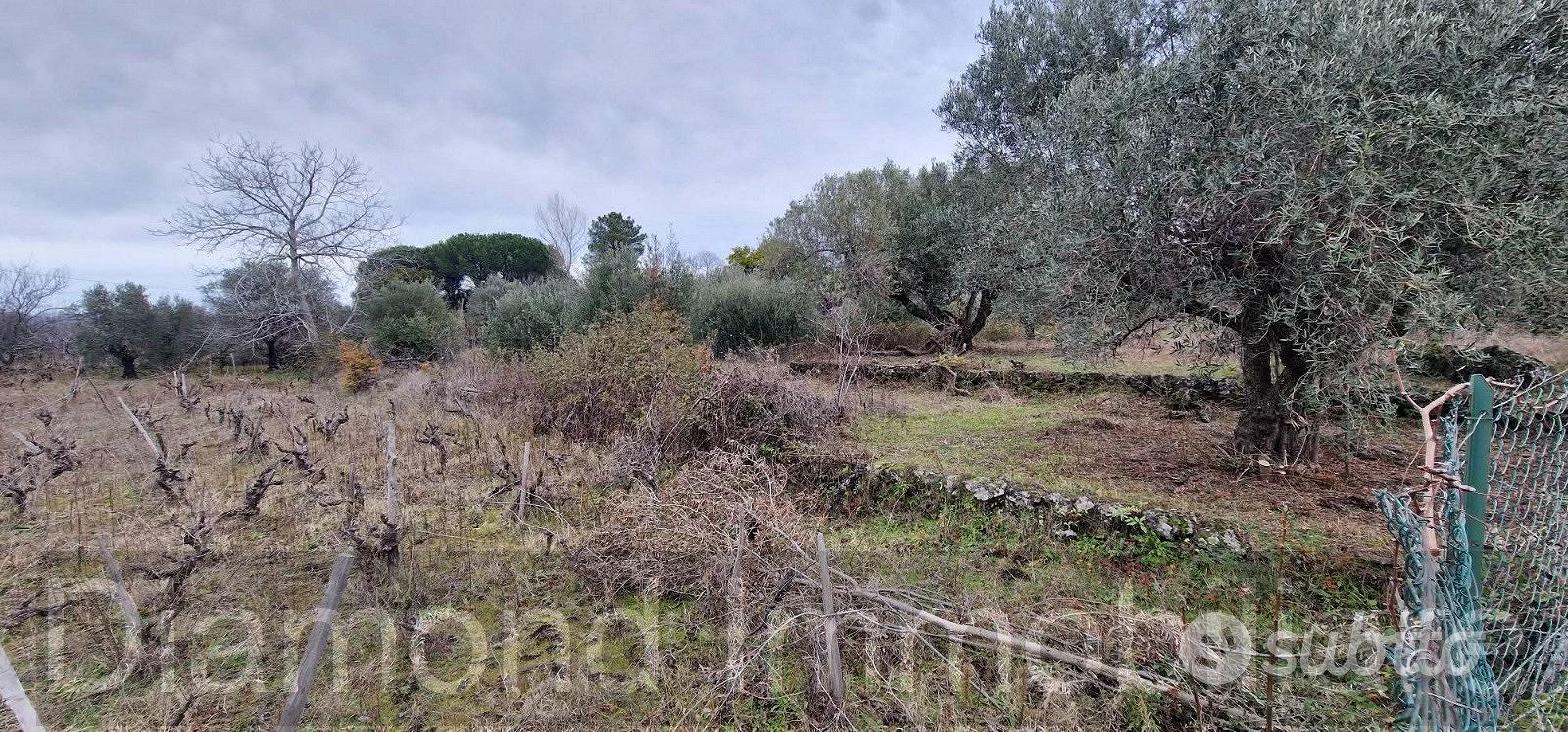 Vigneto in zona DOC a Castiglione di Sicilia - Vista 3