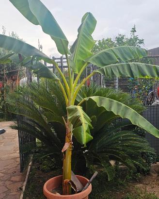 Banano in vaso alto 2 m