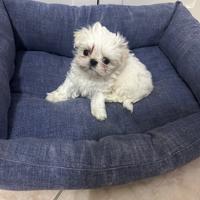 Cucciola maltese