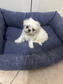 Cucciola maltese