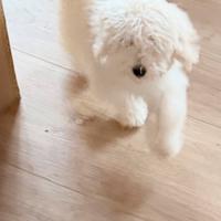 Cucciola di barboncino bianca