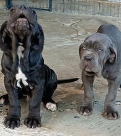 Mastino napoletano