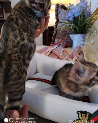 Bengala cuccioli a tre mesi saranno disponibili