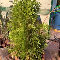Pianta di cipresso Chamaecyparis