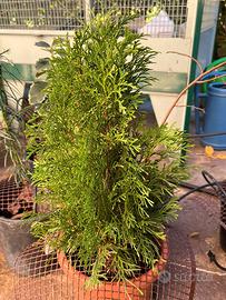 Pianta di cipresso Chamaecyparis