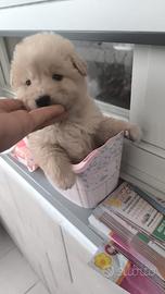 Cuccioli maltipoo toy albicocca