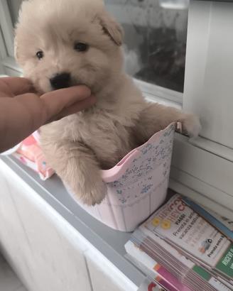 Cuccioli maltipoo toy albicocca