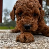 Barboncino mini Toy femmine di tre mesi