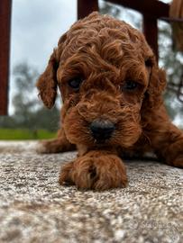 Barboncino mini Toy femmine di tre mesi