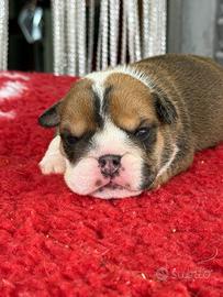 Cuccioli bulldog inglese Enci
