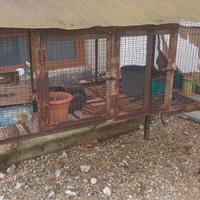 gabbia  per conigli/ galline