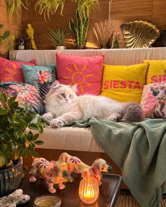 Cuccioli gatto siberiano PEDIGREE ALLEVAMENTO