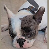 Bulldog francese girl