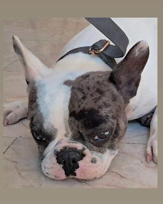 Bulldog francese girl