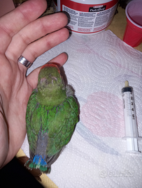 Pullo di inseparabile