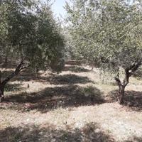 Terreno a Lucito (CB)