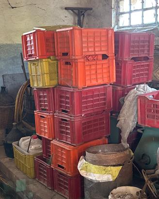 Casse per vendemmia o frutta e verdura