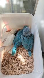 Pappagalli Parrocchetti dal collare DA IMBECCO