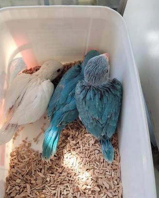 Pappagalli Parrocchetti dal collare DA IMBECCO