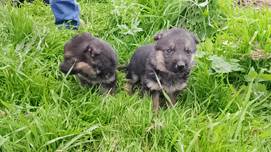 Cuccioli di pastore tedesco