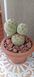 Tefrocactus 